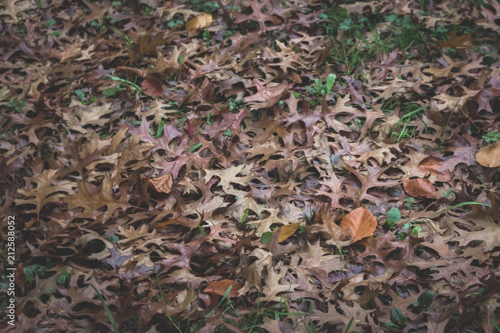 Brown pin oak tree leaves on the dark ground. Autumn, fall season. Vintage effect Brown pin oak tree leaves on the dark ground. Autumn, fall season. Vintage effect