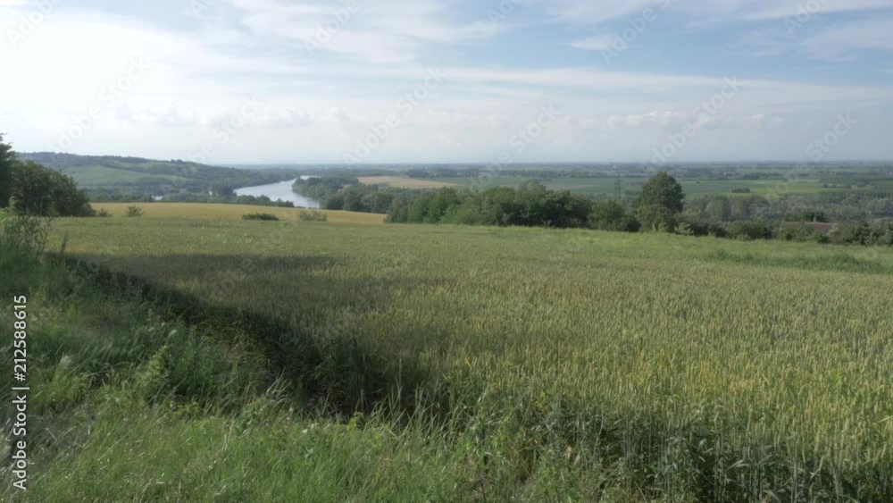 Timelapse of a wheat field moved by wind with a river in the background Timelapse of a wheat field moved by wind with a river in the background