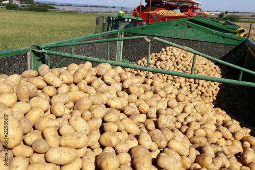Foto Landwirtschaftliches Kartoffeln roden