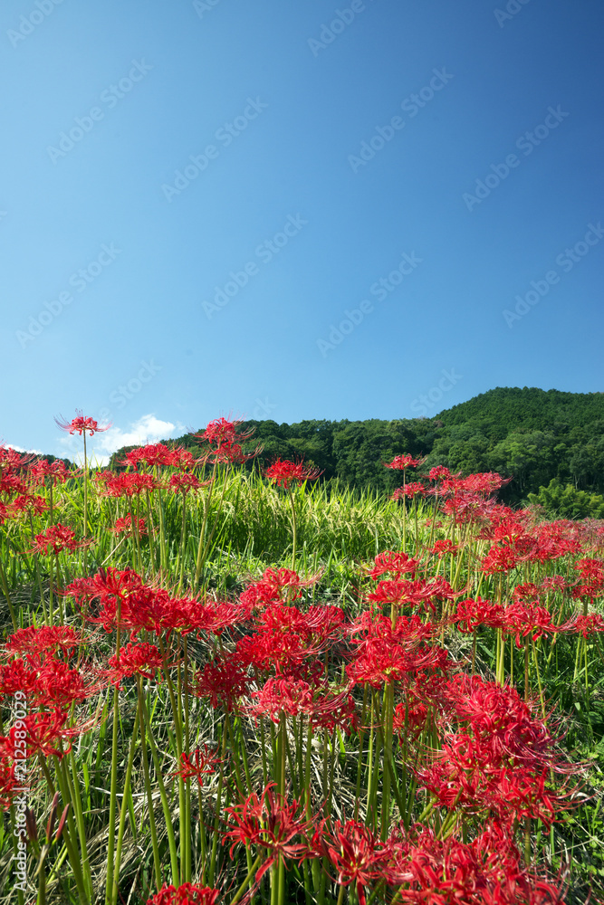 葛城古道彼岸花咲く頃 葛城古道彼岸花咲く頃