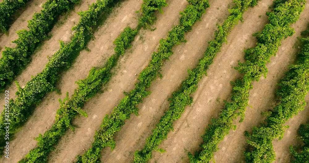 Aerial flight over vineyard rows 4k top view Aerial flight over vineyard rows 4k top view