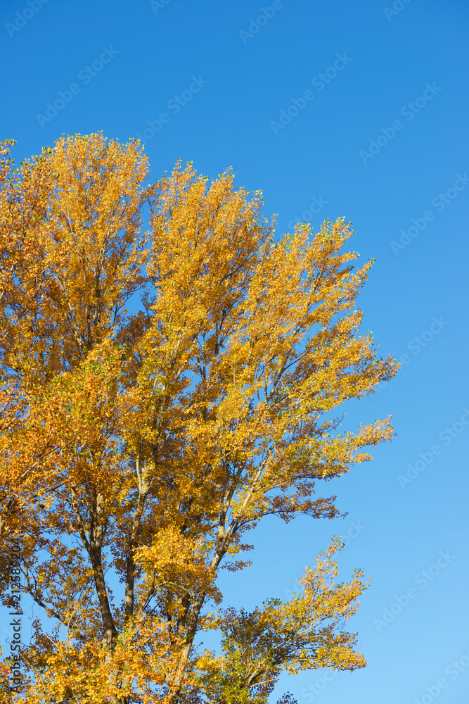 Autumnal forest in the Pyrenees