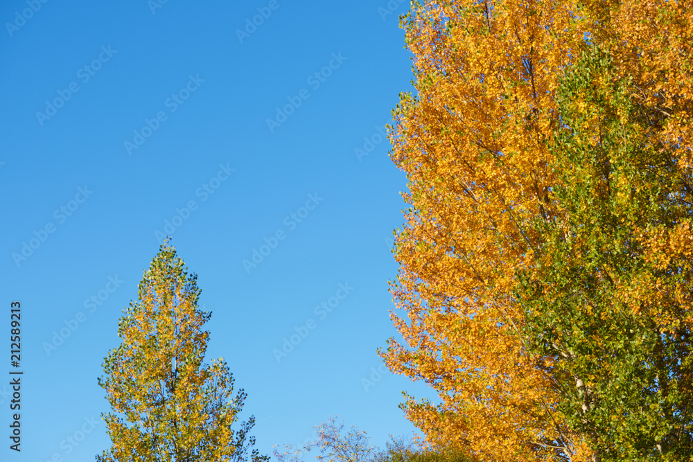 Fototapeta premium Autumnal forest in the Pyrenees