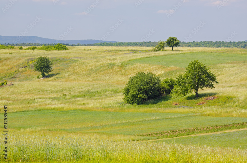 Landscape with meadows and trees