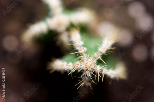 Cactus close up