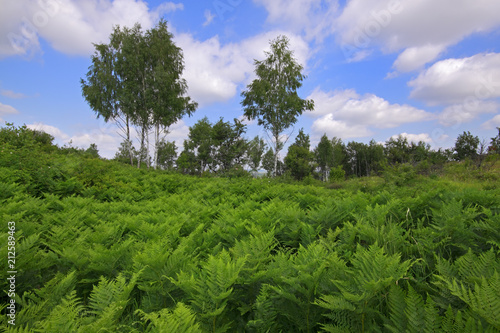 Meadow covered by Eagle fern plants with birches and cloudy sky on background