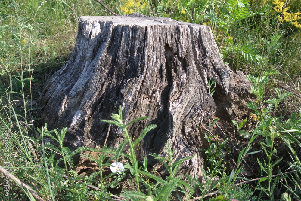 Obraz premium plants tree flowers