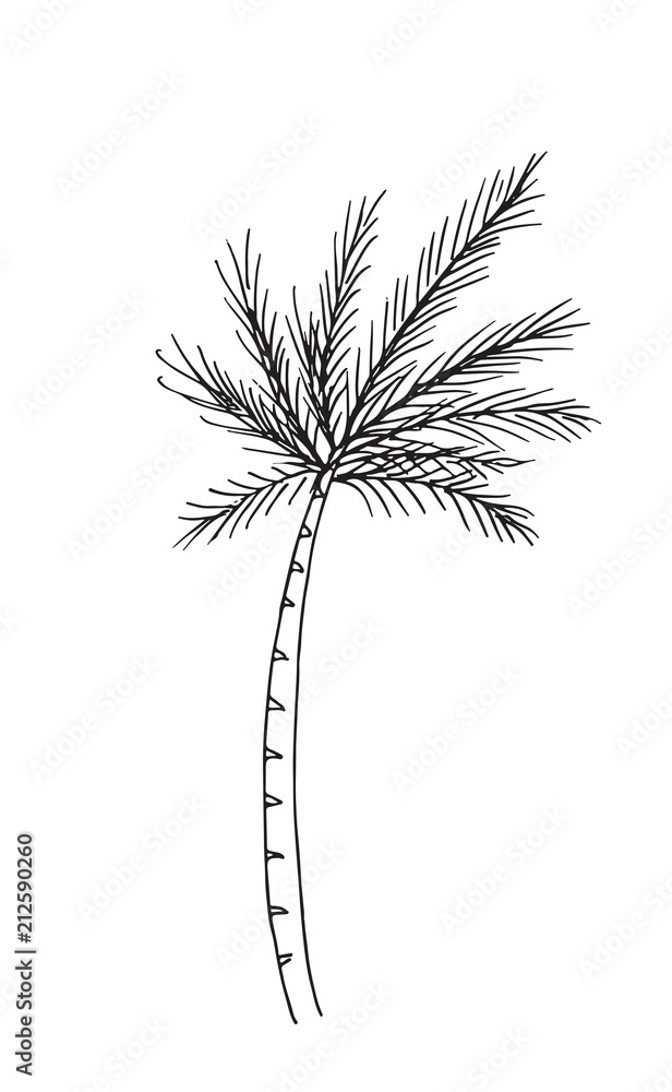 Hand-drawn sketch of a plant, isolated on white background