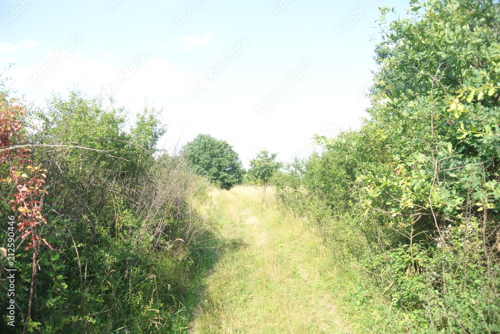 Fototapeta premium plants tree flowers