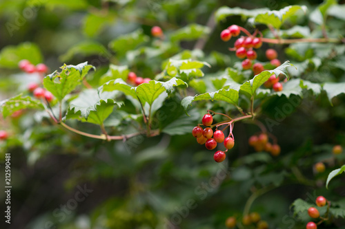 Viburnum berries weigh on a branch