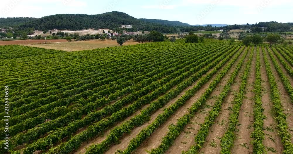 Aerial flight over vineyard rows 4k Aerial flight over vineyard rows 4k