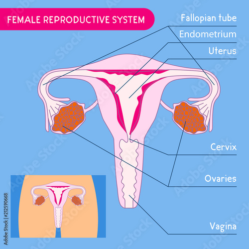 Female reproductive system. Human anatomy. Uterus medical poster with female reproductive system scheme. Vector diagram