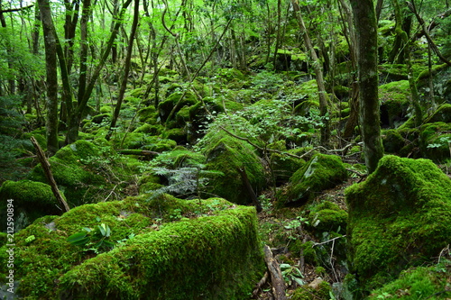 大きな岩の苔