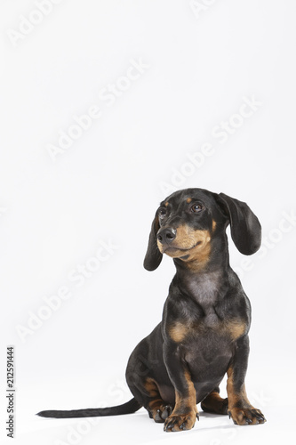 Studio portrait of an expressive Teckel dog against white background © txemag