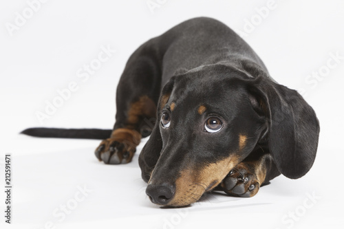 Studio portrait of an expressive Teckel dog against white background photo