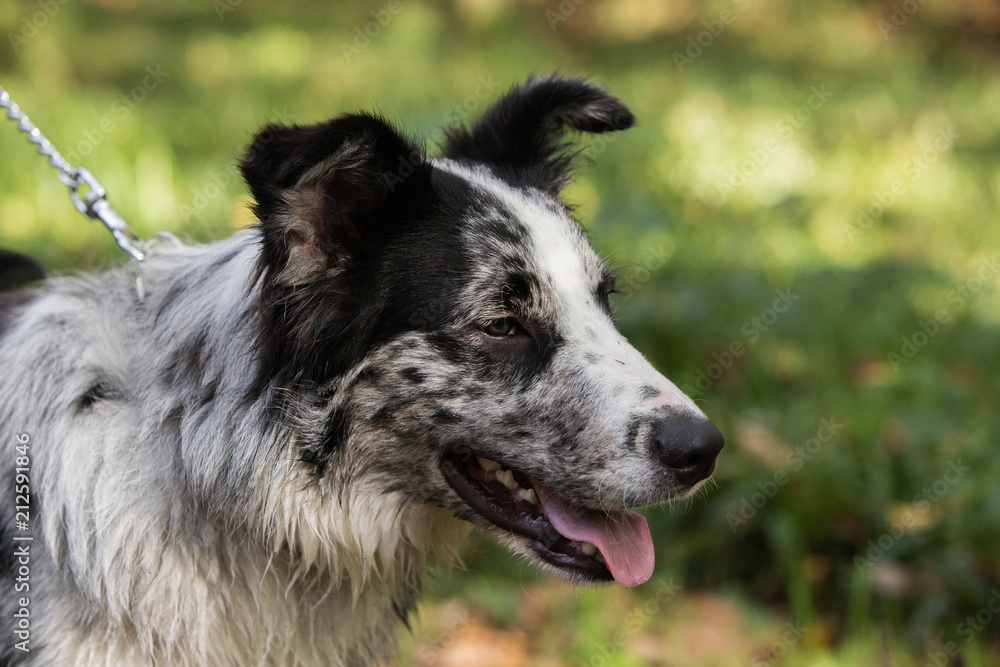 Border Collie dog walking in the woods in Belgium Border Collie dog walking in the woods in Belgium