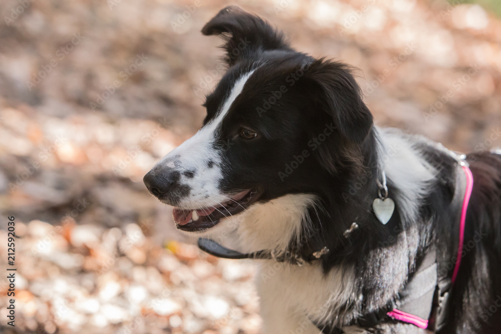Border Collie dog walking in the woods in Belgium Border Collie dog walking in the woods in Belgium