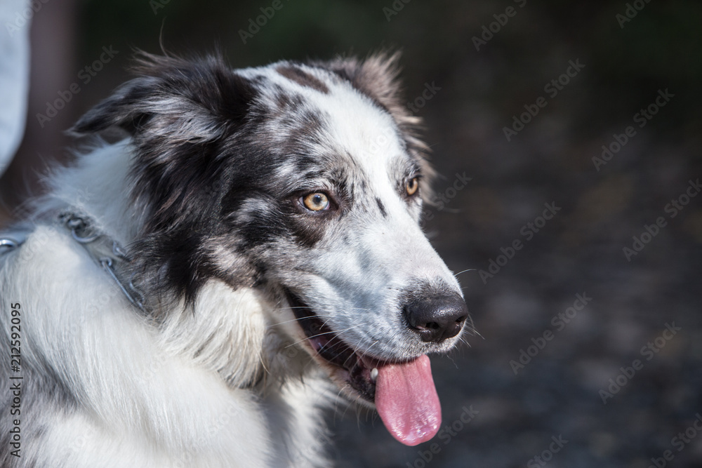 Border Collie dog walking in the woods in Belgium Border Collie dog walking in the woods in Belgium