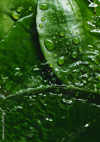 fresh green leaf with water drops