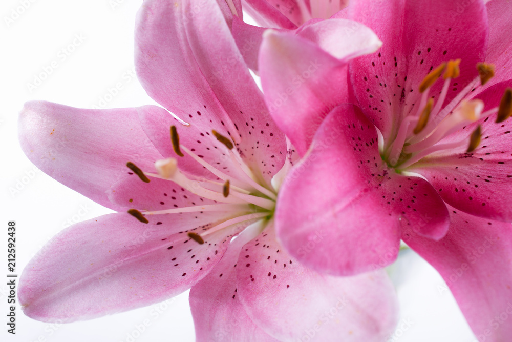 Stamen and pistil of pink flower lilies close up. Abstract Nature background.