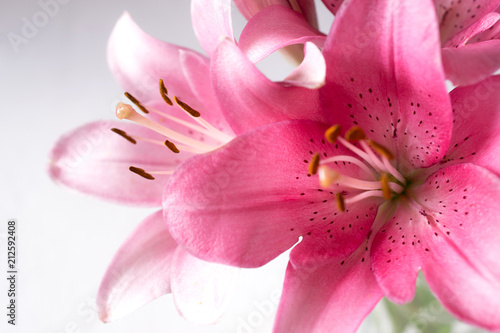 A fragment of pink lilies   bunch on a white background