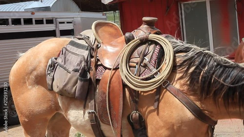 The American Quarter Horses are ready to ride at the ranch.
