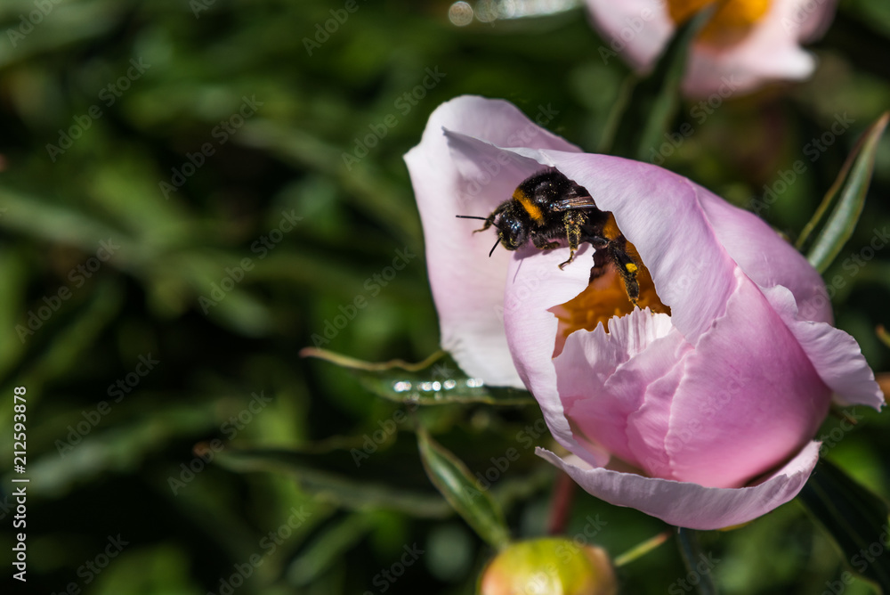 Bumblebee in a beautiful pink peony bud, close-up Bumblebee in a beautiful pink peony bud, close-up