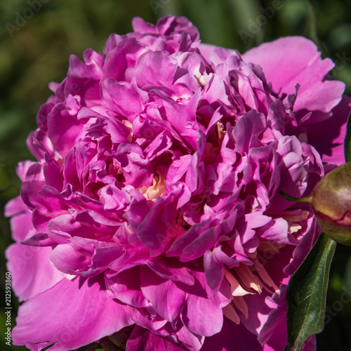 Big pink peony flower close-up
