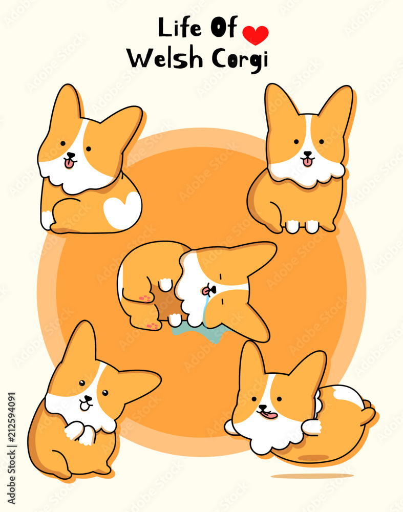 Fototapeta premium Real cute Welsh Corgi set