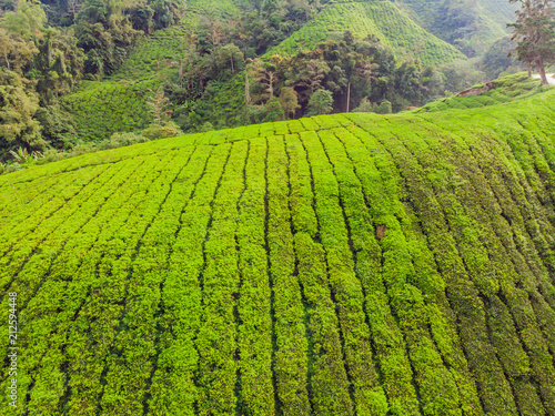 Amazing landscape view of tea plantation in sunset, sunrise time. Nature background with blue sky and foggy photo