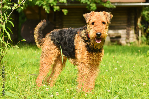 Airedale2