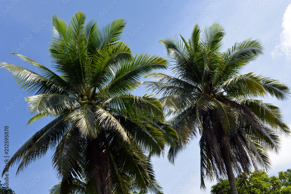 Fototapeta premium two palm tree tops
