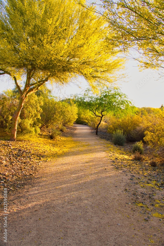 A palo verde tree in bloom with fallen petals on a trail in Arizona. A palo verde tree in bloom with fallen petals on a trail in Arizona.