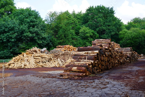 Stacks of wood logs freshly cut