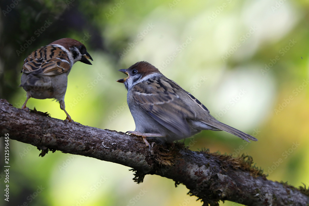 Naklejka premium Feldsperling oder Feldspatz (Passer montanus) Alttier füttert Jungvogel auf Ast