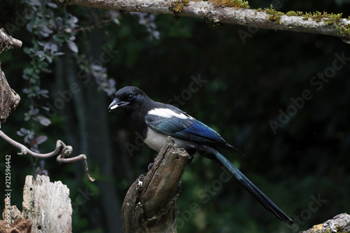 Elster (Pica pica) sitzt auf Ast photo