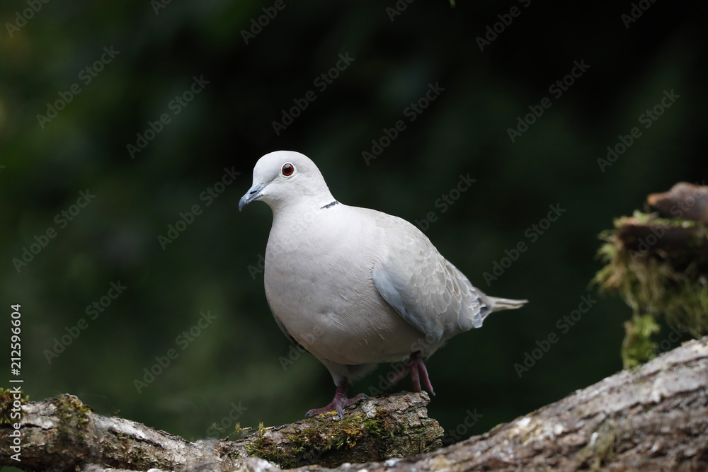 Türkentaube (Streptopelia decaocto) sitzt auf Ast Türkentaube (Streptopelia decaocto) sitzt auf Ast