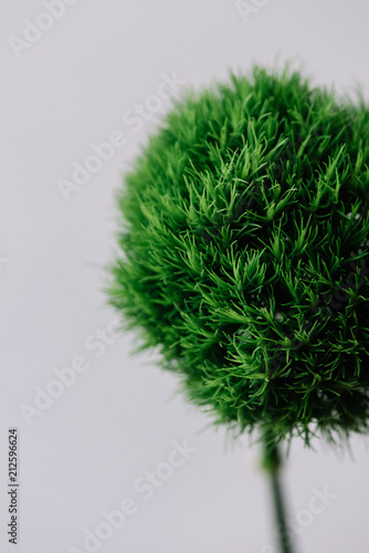 Beautiful fresh blossoming single green fluffy carnation flower on the grey wall background, close up view photo