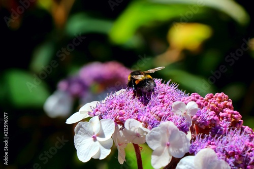 Big bumblebee collecting nectar from pink white hydrangea serrata flower. Selected focus. photo