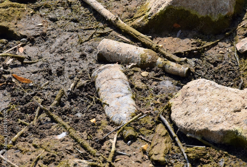 Alte Flaschen in einem morastigen Flußufer Alte Flaschen in einem morastigen Flußufer