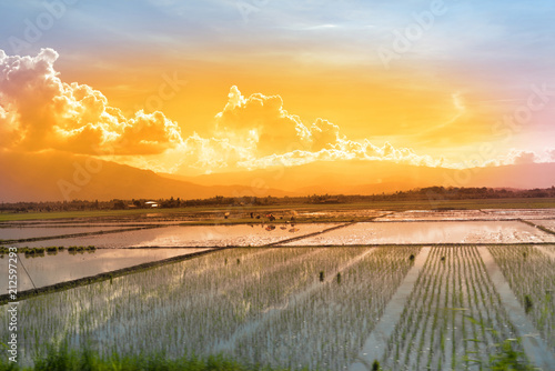 workers in a paddy field at sunset photo