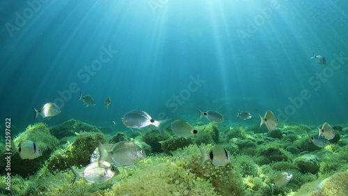 Fototapeta Naklejka Na Ścianę i Meble -  Underwater ocean background with fish 