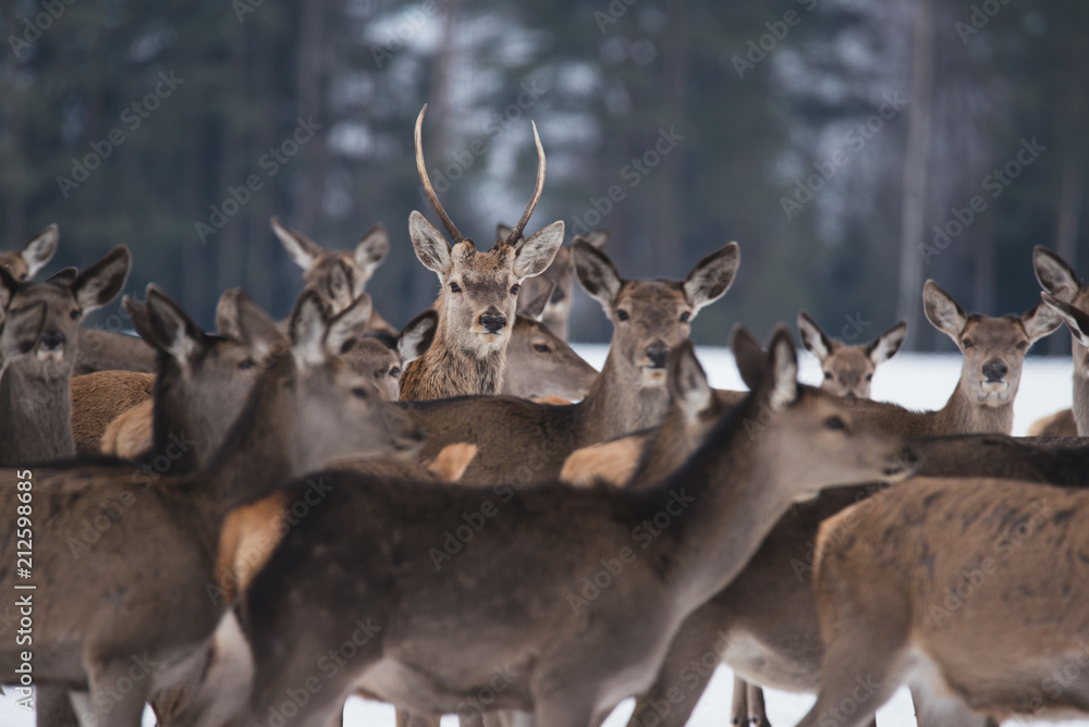 Young Great Deer (Cervus Elaphus), Dedicated Depth Of Focus, Surrounded By Herd. A Herd Of Deer, Standing In Belorussian Forest. Portrait Of Deer Stag,While Looking At You In Winter Time. Belarus