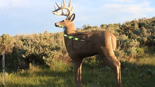 Arrows strike a deer target nearing sunset. photo