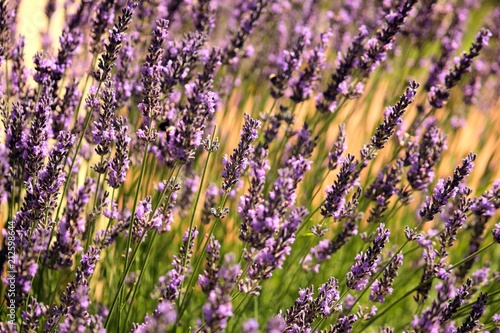 Fototapeta Naklejka Na Ścianę i Meble -  A flourishing lavenda
