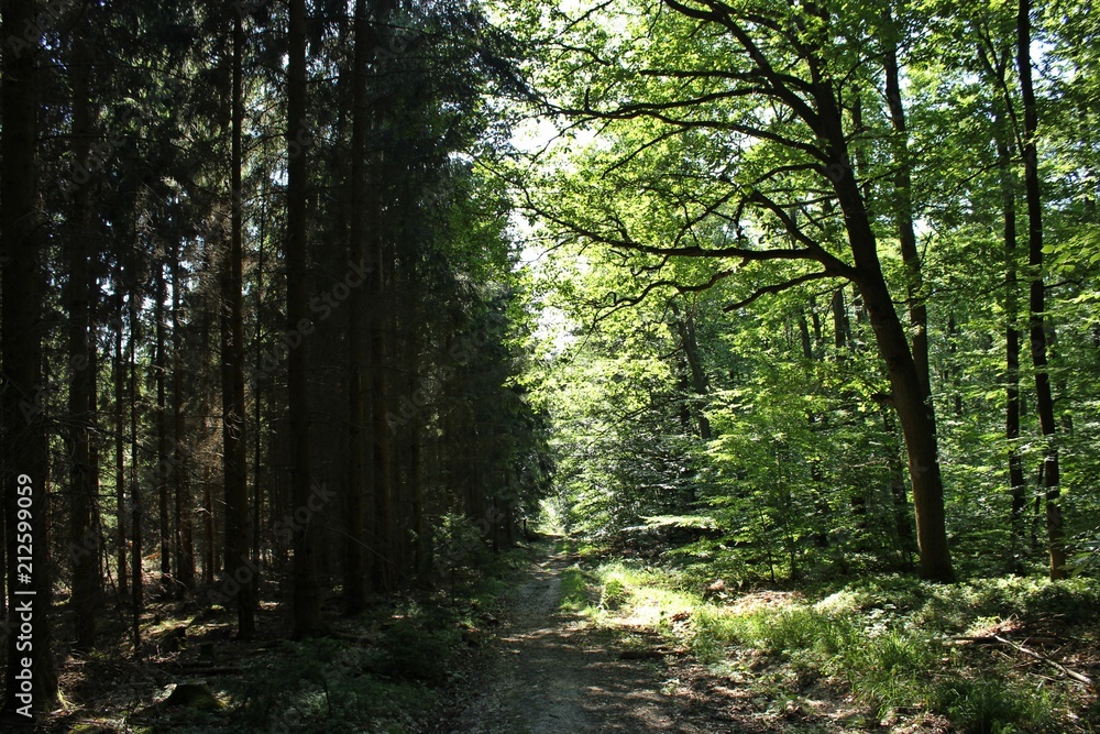 Fototapeta premium Waldweg zwischen Nadel- und Laubwald 