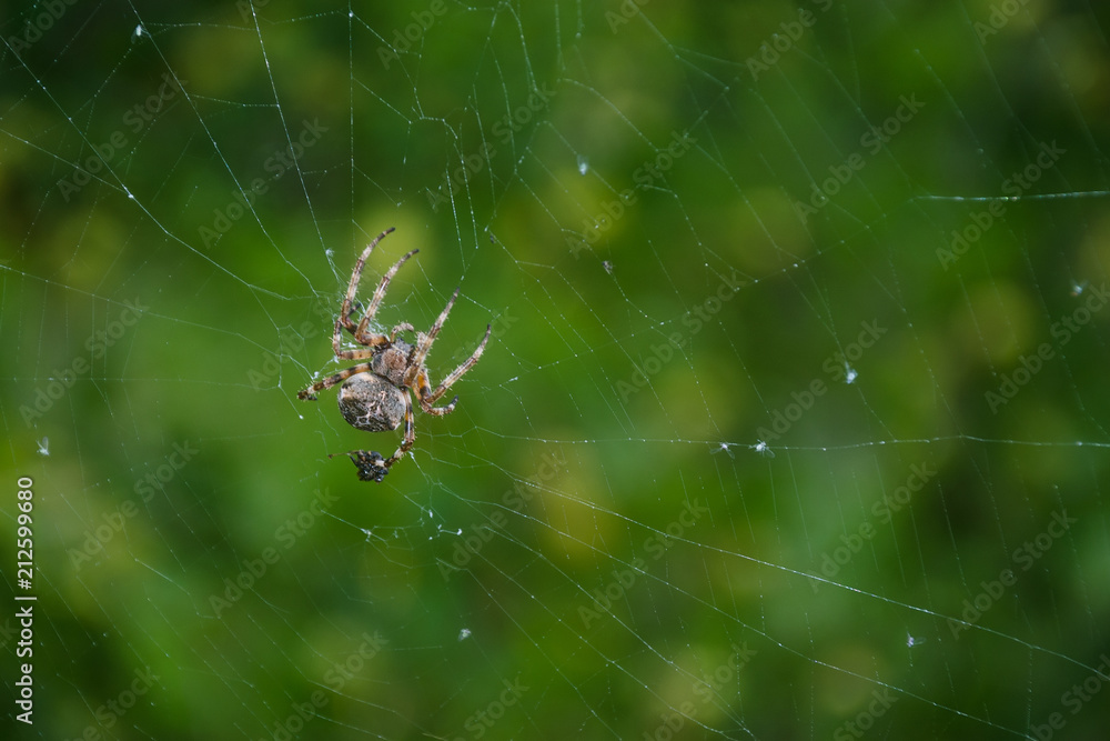 A macro shot of a garden spider. A macro shot of a garden spider.