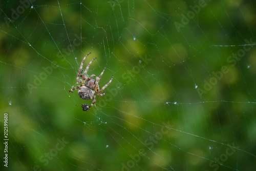 A macro shot of a garden spider.