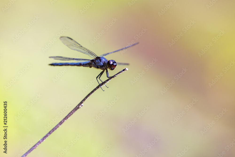 dragonfly dragonfly