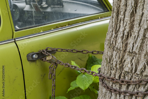 old green car locked with chain on a tree.